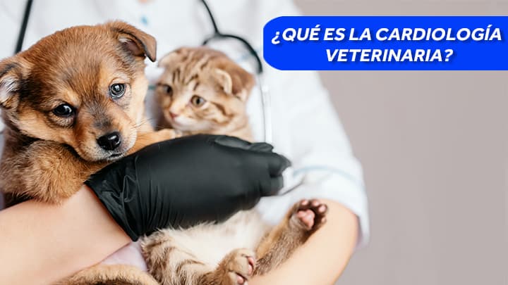 Cardiología Veterinaria: Cuida el corazón de tu mascota