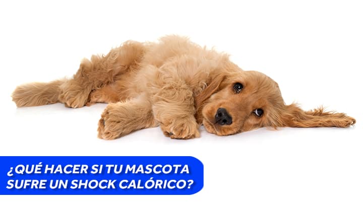 ¿Qué hacer si tu mascota sufre un shock calórico?