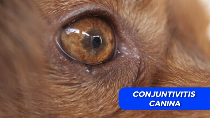Conjuntivitis canina