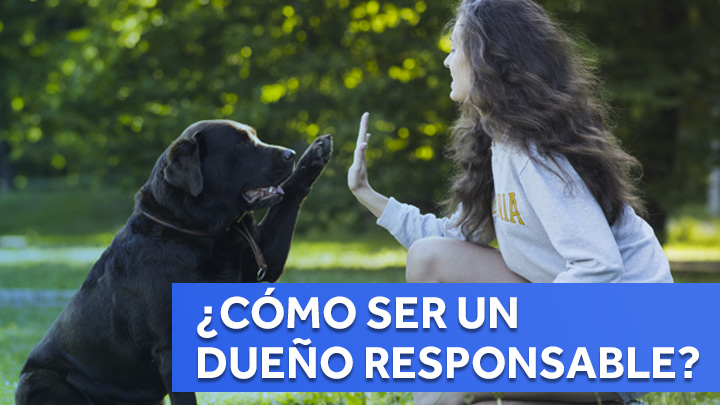 Mascotas en casa: ¿Cómo ser un dueño responsable?