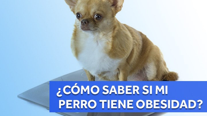 ¿Cómo saber si mi perro tiene obesidad?