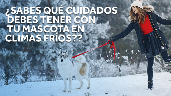 ¿Sabes qué cuidados debes tener con tu mascota en climas fríos?