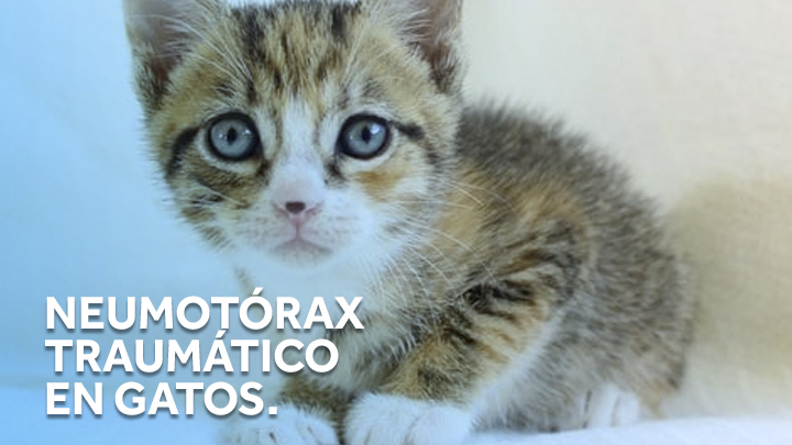 Neumotorax traumático en gatos