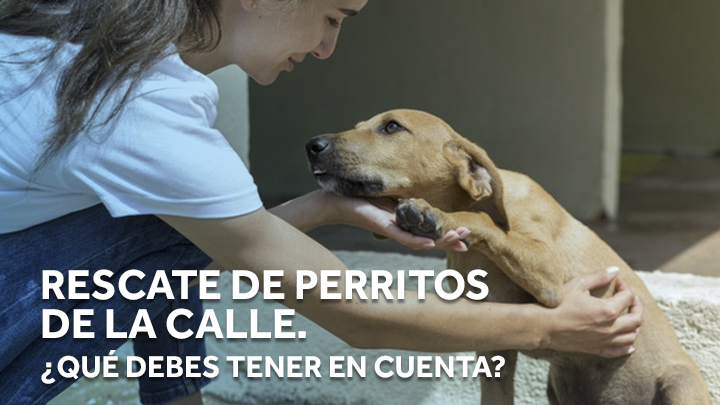 Rescate de perritos de la calle. ¿Qué debes tener en cuenta?