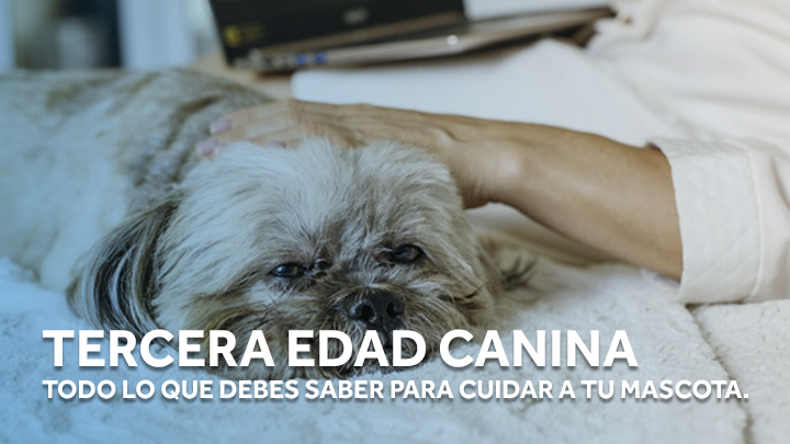 Tercera edad canina || Todo lo que debes saber para cuidar a tu mascota.
