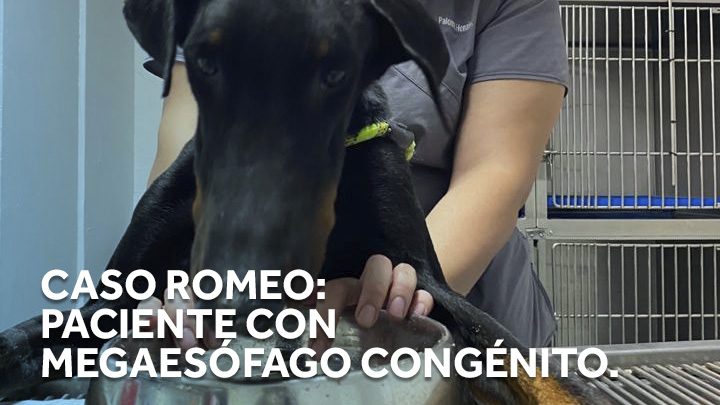Romeo: Paciente con megaesófago congénito.