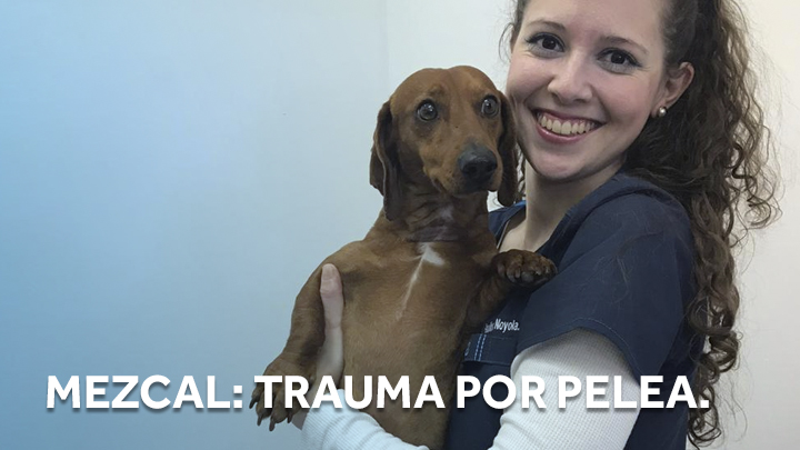 Mezcalito: Trauma por pelea