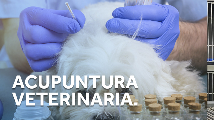 Acupuntura Veterinaria