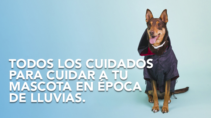 Todos los cuidados para cuidar a tu mascota en época de lluvias.