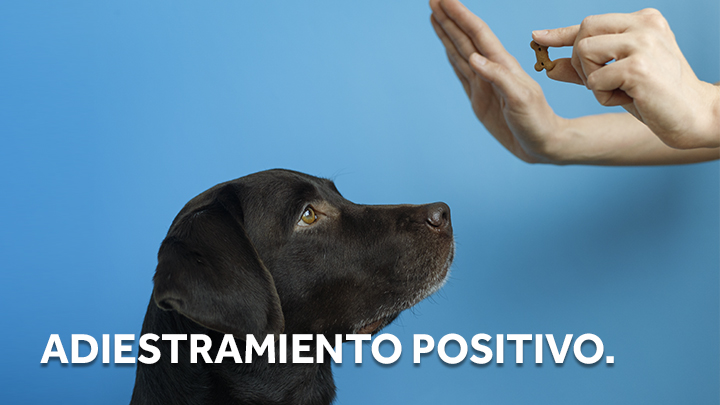 Adiestramiento positivo.