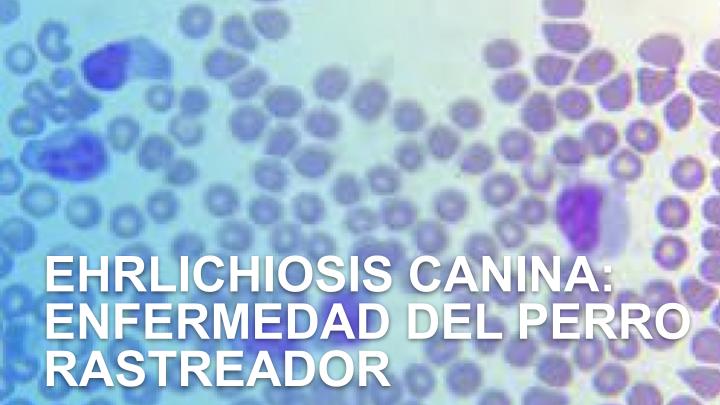 Ehrlichiosis canina: Enfermedad del perro rastreador